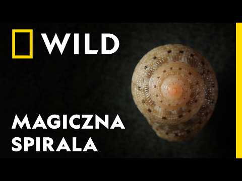 To fascynujące CUDA NATURY: jak powstają muszle? | National Geographic [lektor PL]
