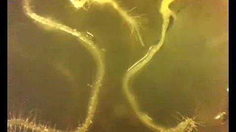 Stranger Plants Compete for Root Space - DayDayNews