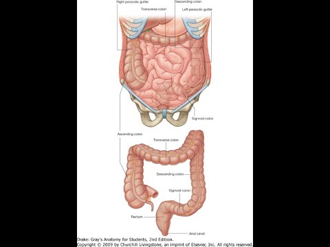 Abdomen(abdominal viscera)/(بطن(احشای بطنی