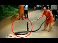 15 Feet Long King Cobra Caught Near Isha Yoga Center, Velliyengiri Hills