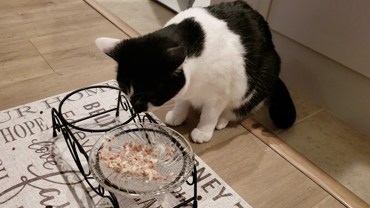 Picky cat enjoys steamed costco cod - YouTube