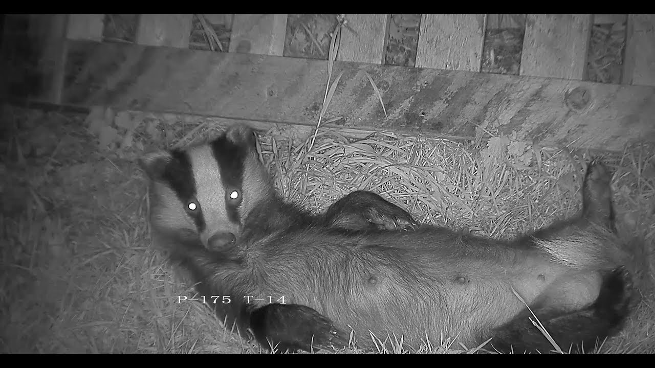 england traduccion Rural badger having a post peanut groom and snooze!