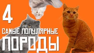 4 САМЫЕ ПОПУЛЯРНЫЕ ПОРОДЫ КОШЕК (Топ 4 самых популярных пород кошек) 4 САМЫЕ ПОПУЛЯРНЫЕ ПОРОДЫ КОШЕК (Топ 4 самых популярных пород кошек)