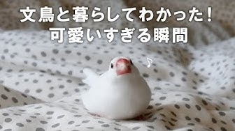 白文鳥 Youtube