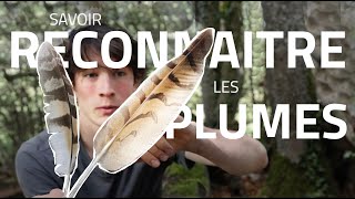 Reconnaitre les plumes (de par chez nous)