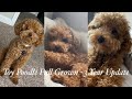 Toy Poodle Full Grown - 3 Year update