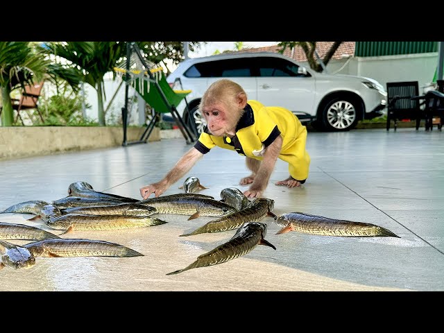 So Funny! Bibi was curious when he saw the snakehead fish! class=