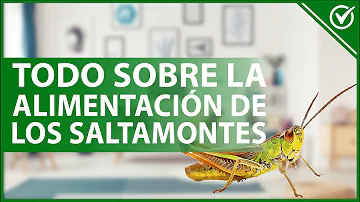 ¿Son haram los saltamontes?