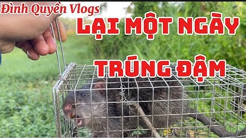 07/ Bẫy Chuột Cống Nhum Điểm Mới Và Điểm Cũ Đụng Phải Hàng Khủng#ĐìnhQuyềnVlogs