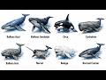 Cada Tipo de BALLENAS QUE EXISTEN Explicado