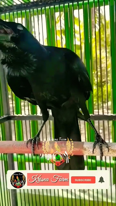 Viral Burung Gagak Hitam Bisa Ngomong Part 2 || #short #shorts #trending #trendingshorts #viral