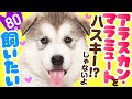 ❤️人気80位【アラスカン・マラミュートってどんな犬？】子犬の価格や性格、寿命、飼いやすさは？ カワイイ動画でチェック！