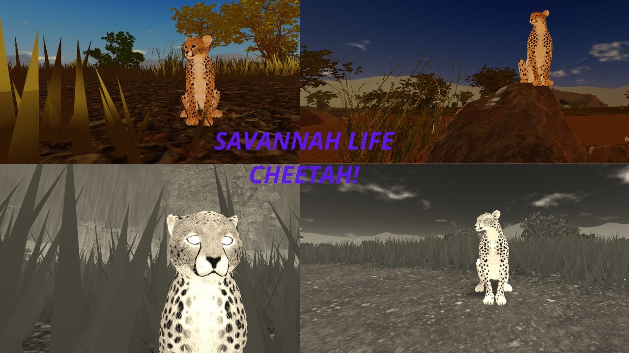 Roblox savannah life cheetah update
