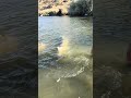 Releasing a beautiful sturgeon! #catchandrelease
