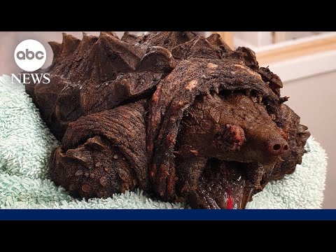 'Dinosaur-like' alligator snapping turtle mysteriously discovered in England