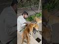 Animal love#animals #animallover #love #emotional #help #ytshorts #shorts #youtubeshorts