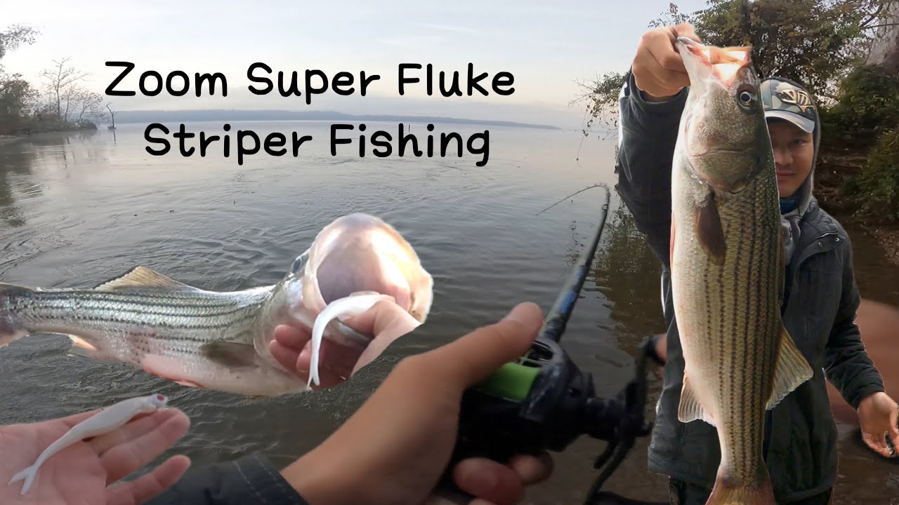 Zoom super fluke striper fishing potomac river striper fishing river