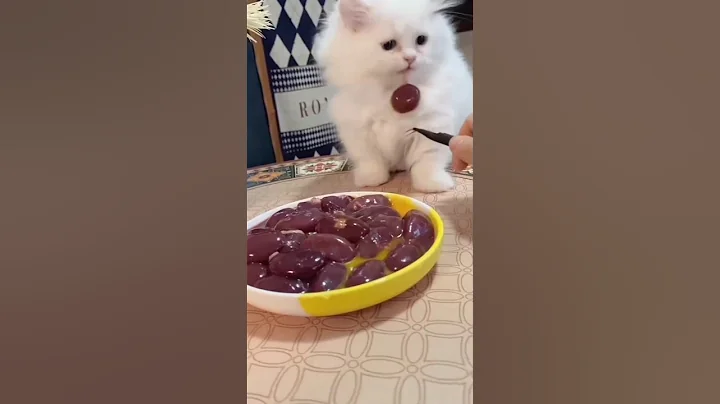 Video 7098641: cat compilation funny pet, dog pet funny compilation, cats funny fails compilation, best pet compilation