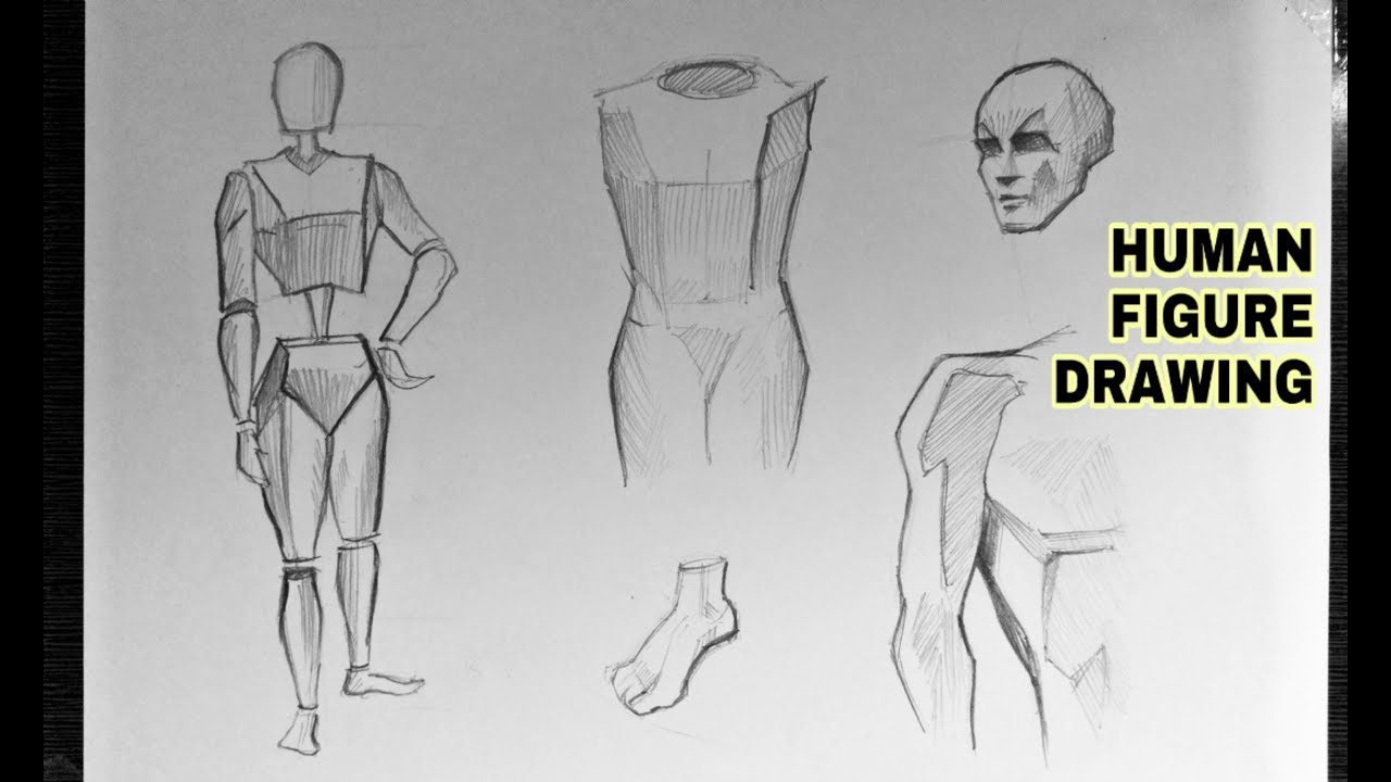 How To Draw Human Anatomy Easily For Beginners Youtube