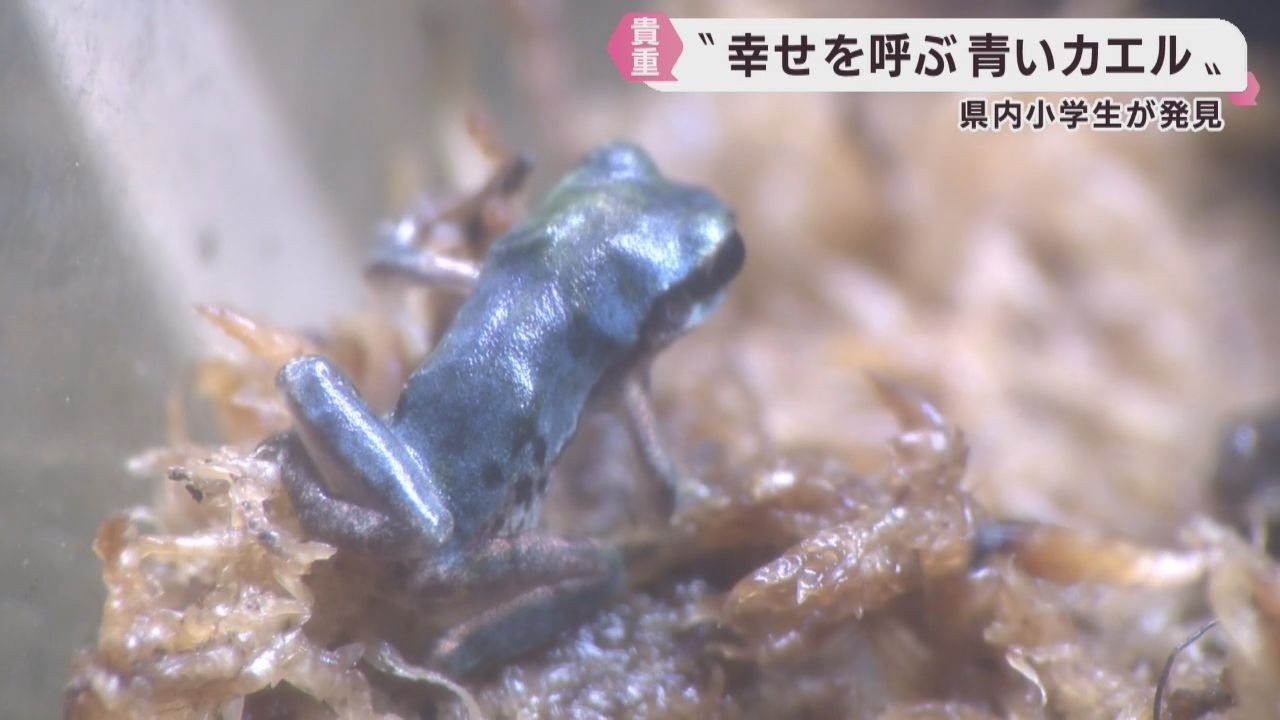 10万匹に1匹 幸せを呼ぶ青いアマガエルを展示 仙台うみの杜水族館