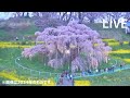 三春滝桜 ライブカメラ (日本三大桜)