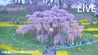 三春滝桜 ライブカメラ (日本三大桜)