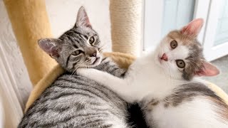 What love looks like in the cutest Kittens [Compilation]