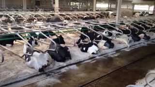 Eavis, Worthy Farm - UK - Dairy Cow Housing