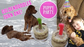 Goldendoodle Puppy ONE YEAR old