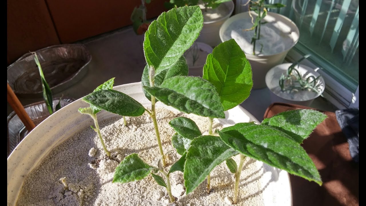 growing loquat trees from seeds for 9 months youtube growing trees from seeds