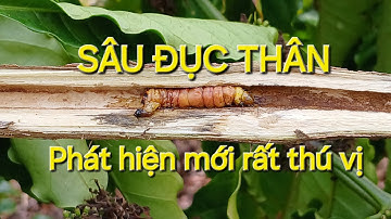 Các biện pháp phòng sâu đục thân cà phê, rất thú vị. MV Nhân Trí.
