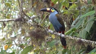 Equateur Octobre 2023 Toucan montagnard