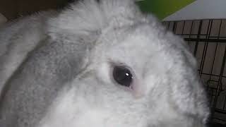 Rayne Flop Eared Rabbit Close Up of Her brown eye and Pupil!!!!