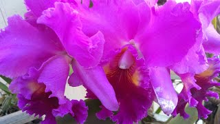 Blc Yamanachi Vantagens E Desvantagens Do Nó De Pinho