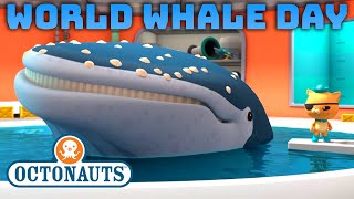 ​@Octonauts - 🐳 World Whale Day 🐋 | Compilation | @OctonautsandFriends