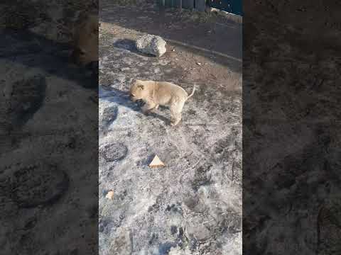 Щенок бездомной собаки😍 #собакадругчеловека #собака #собакавдобрыеруки