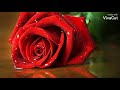 ياللى بلادك بعيده