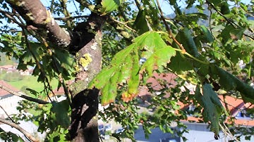 ZFF 72 Talent Contest: Der Herbstfall