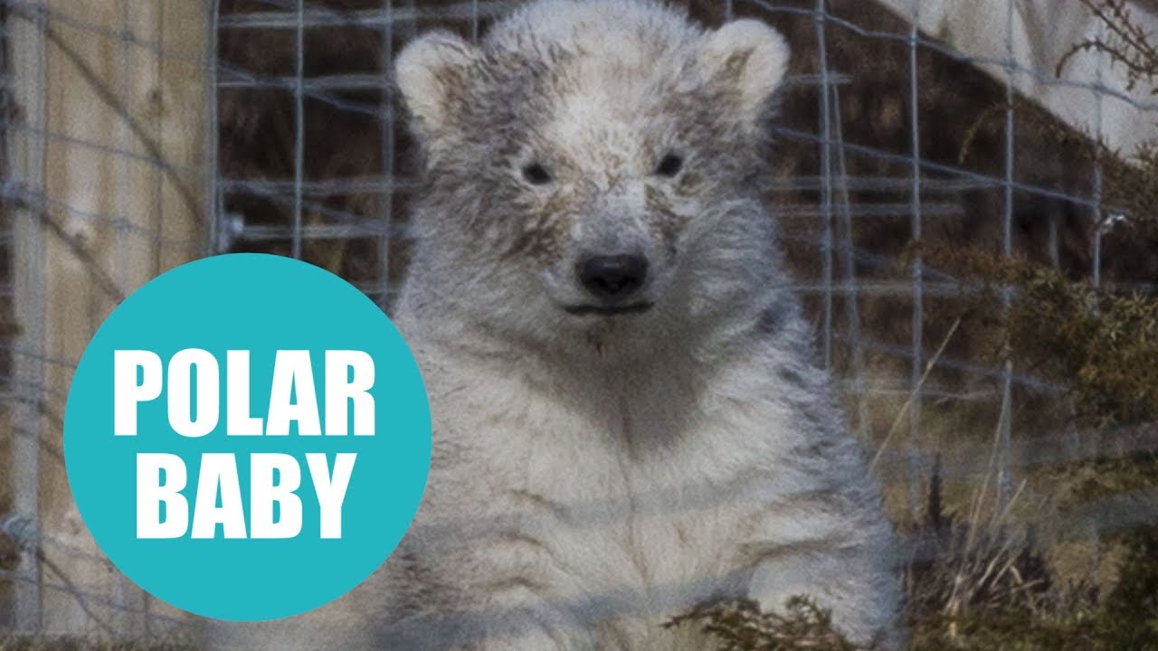 life facebook First polar bear cub born in Britain