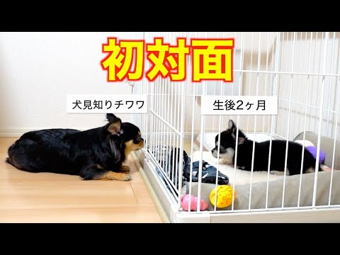 【初対面】お迎えした子犬と先住犬が仲良くなるまでの奇跡【チワワ・多頭飼い・癒し】