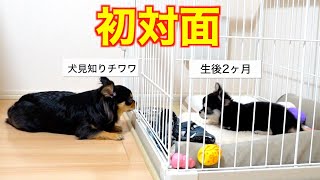 【初対面】お迎えした子犬と先住犬が仲良くなるまでの奇跡【チワワ・多頭飼い・癒し】