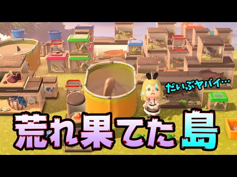 【あつ森】絶望…収納パンク、荒れまくりな自分の島を大掃除&島整備!毎月のルーティンや整理のやり方を紹介するよ【あつまれどうぶつの森 実況】