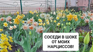 СОСЕДИ В ШОКЕ ОТ МОИХ НАРЦИССОВ! ДЕЛЮСЬ С ВАМИ ЭТОЙ КРАСОТОЙ!