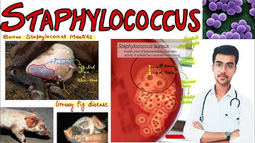 Staphylococcus || Flow chart 🔥|| Aniket tyagi