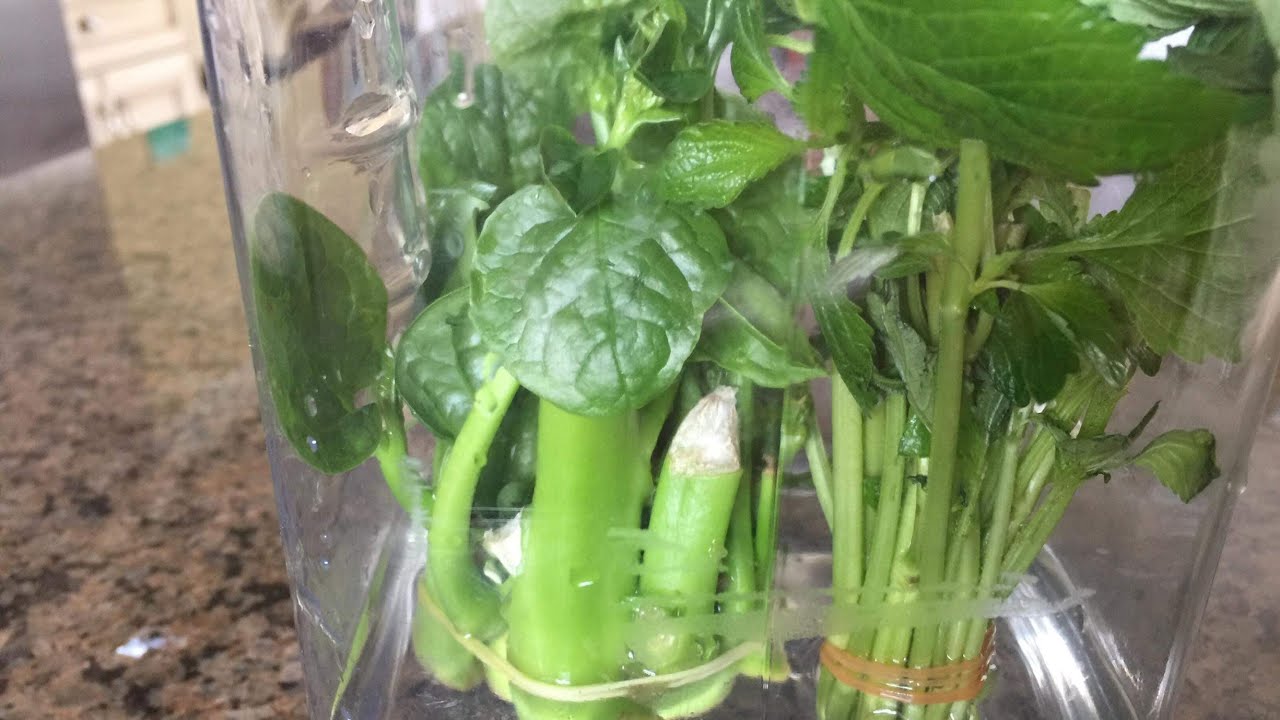 🇨🇦 Cách Ươm Rau Bằng Cành và Gốc Phần 1, Mồng Tơi, Tía Tô, Kink Giới, Ngò Ôm, Mùi Tàu (ngò gai).