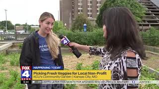 KCU professors and med students harvest Community Garden providing produce to neighbors