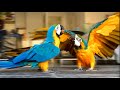 Lockdown With 2 Macaws || A Day In The Life Of Mikey & Mia