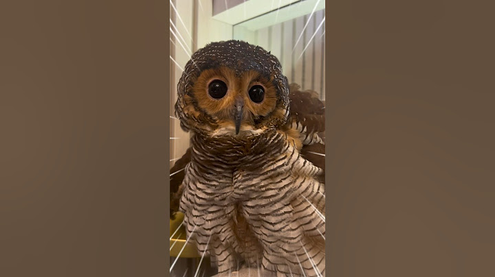 Does Bibib the Owl does not like Fried Chicken? 🦉❤️🍗