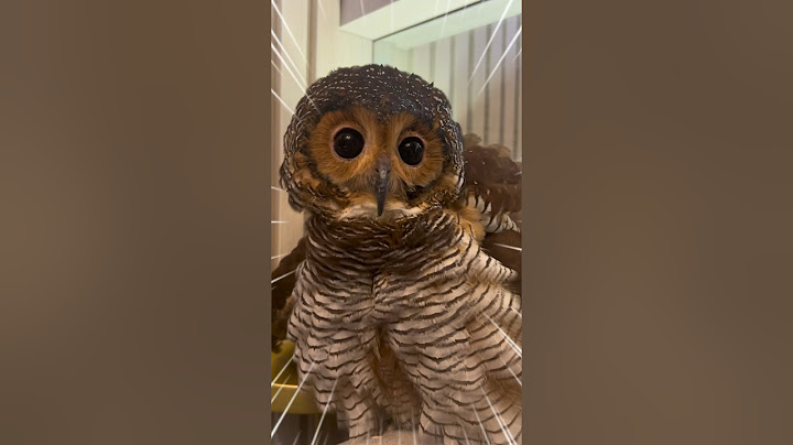 Does Bibib the Owl does not like Fried Chicken? 🦉❤️🍗