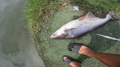 Test mồi bún chuối lần thứ 3 | Hồ câu cá Hoàng Hải - Nhà Bè.